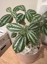 Watermelon Pilea photo by a Botan App user