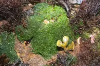Green pin-cushion alga