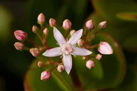 Jade plant (Crassula ovata) plant