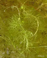 greater bladderwort