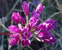 coastal onion