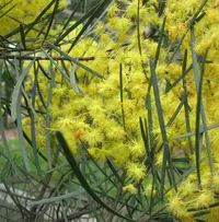 bower wattle (Acacia cognata) plant