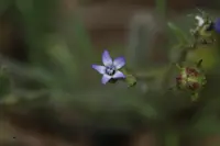 dense false gilyflower