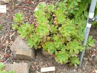 Cape Verde Tree Houseleek (Aeonium gorgoneum) plant