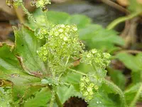 fan lady's mantle