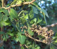 lime pricklyash