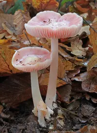 Rosy Bonnet
