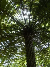 rough tree fern