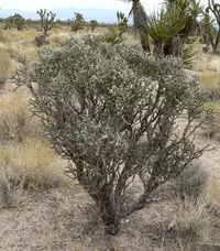 branched pencil cholla