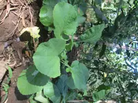 Mediterranean cabbage