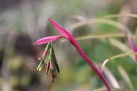 Billbergia nutans flowers