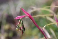 Billbergia nutans flowers