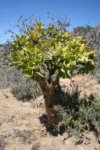 Butter Tree