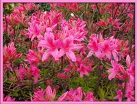 Azalea (Rhododendron 'Rosy Lights') plant
