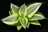 Bird's Nest Snake Plant (Dracaena trifasciata 'Golden Hahnii') plant