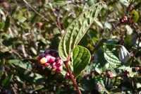 Cavendishia axillaris (Cavendishia axillaris) plant