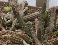 Austrocactus spiniflorus (Austrocactus spiniflorus) plant
