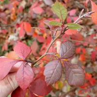fragrant sumac (Rhus aromatica) plant