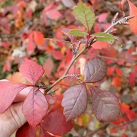 fragrant sumac