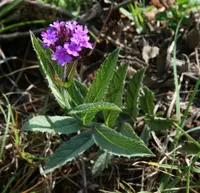 Slender Vervain