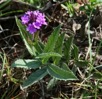 Slender Vervain (Verbena rigida) plant