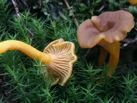 Yellowfoot (Craterellus tubaeformis) plant