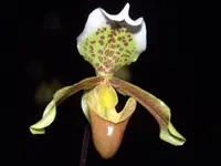 Splendid Paphiopedilum