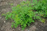 Rubus biflorus (Rubus biflorus) plant