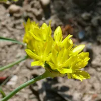 Yellow Garlic (Allium moly) plant