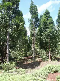 Koghis kauri