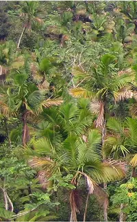 Sierran palm