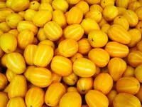 pickling melon