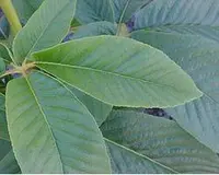 California buckeye