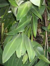 Pacová (Philodendron martianum) plant
