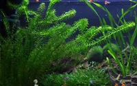 Elodea densa