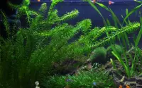 Elodea densa