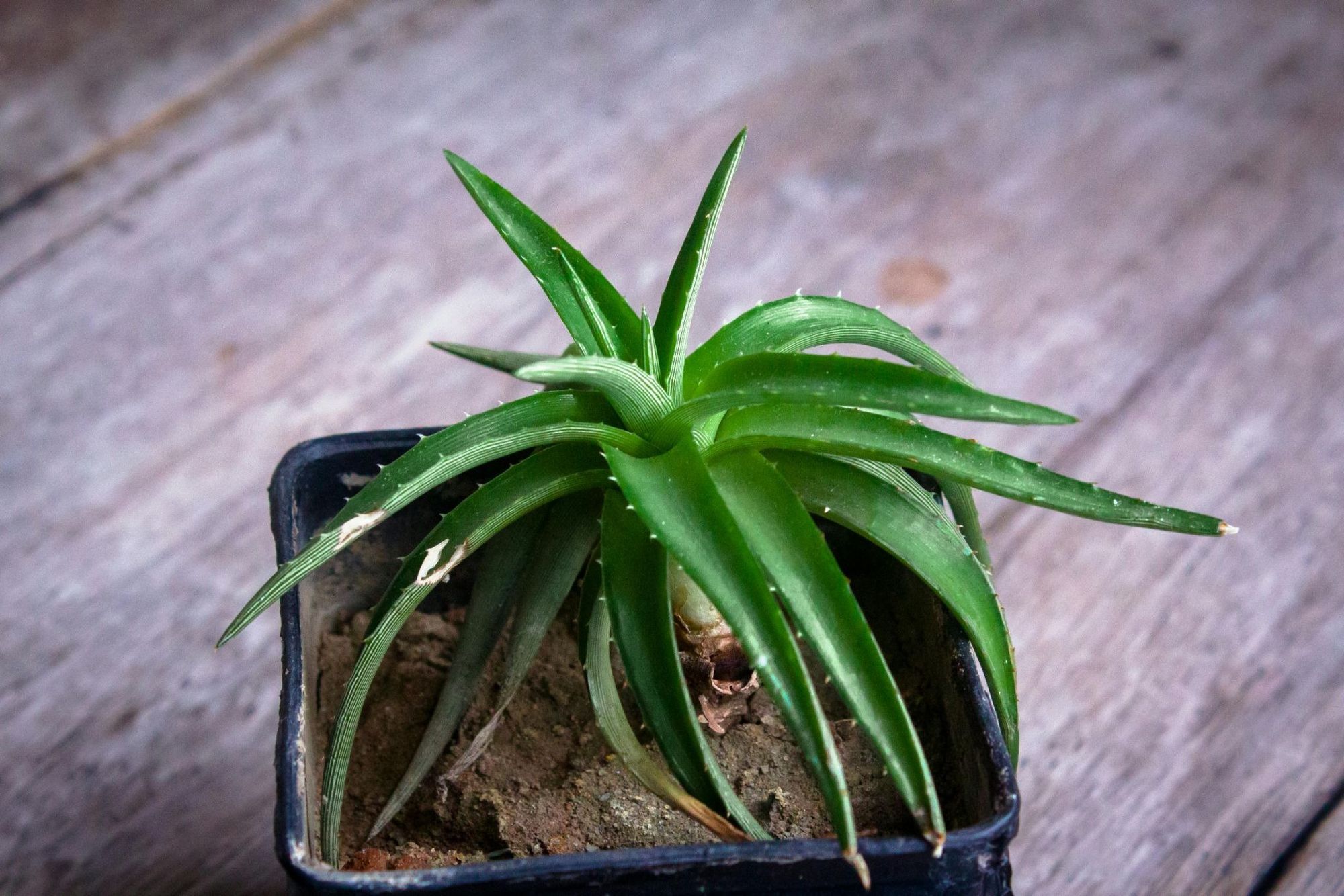 Aloe in the pot