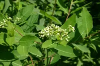 Indianhemp (Apocynum cannabinum) plant