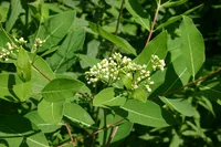 Indianhemp