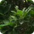Scan result image