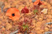 Drosera barbigera