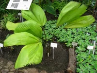 Ruffled fan palm (Licuala grandis) plant