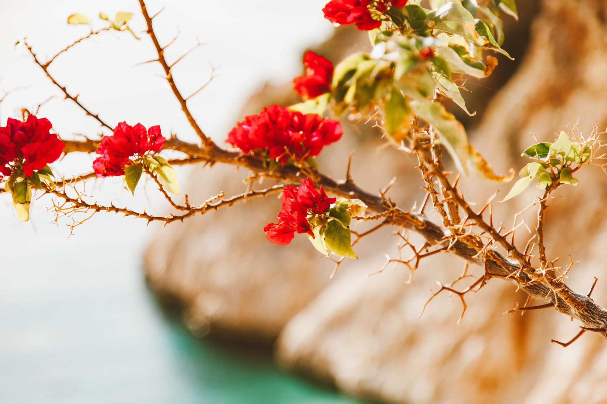 Flowers With Thorns - Bougainvillea