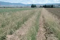 mountain brome