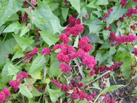 Strawberry Blite (Blitum capitatum) plant