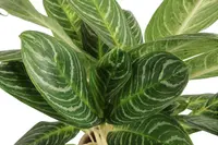 Chinese Evergreen (Aglaonema Key Lime) plant