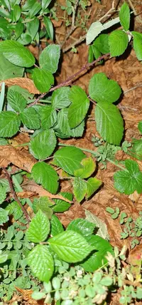 Rubus imbricatus (Rubus imbricatus) plant