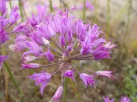 tapertip onion