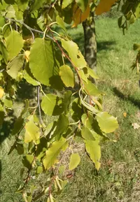 sweet birch