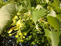 littleleaf linden